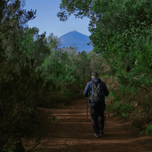 nordic walking las